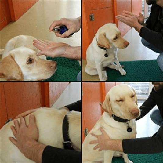 PerAnimal - Wholesale Pet Spray - Cat/Dog - SoulMate No.1 - Relaxation and Calming Spray4