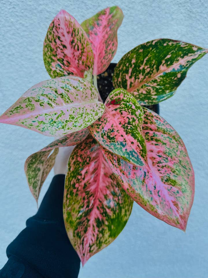 Aglaonema Orange Stardust for wholesale by Plant Vault