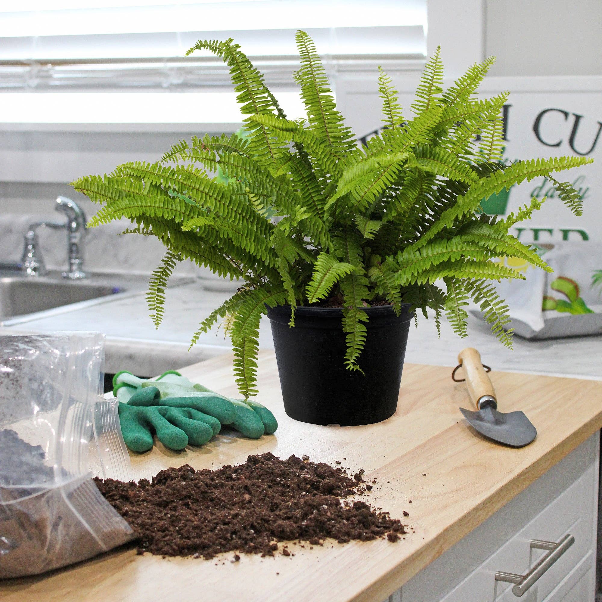 Kurated Korner - Wholesale Planting/Potting Soil - Soil Sunrise Fern Plant Potting Soil Mix5