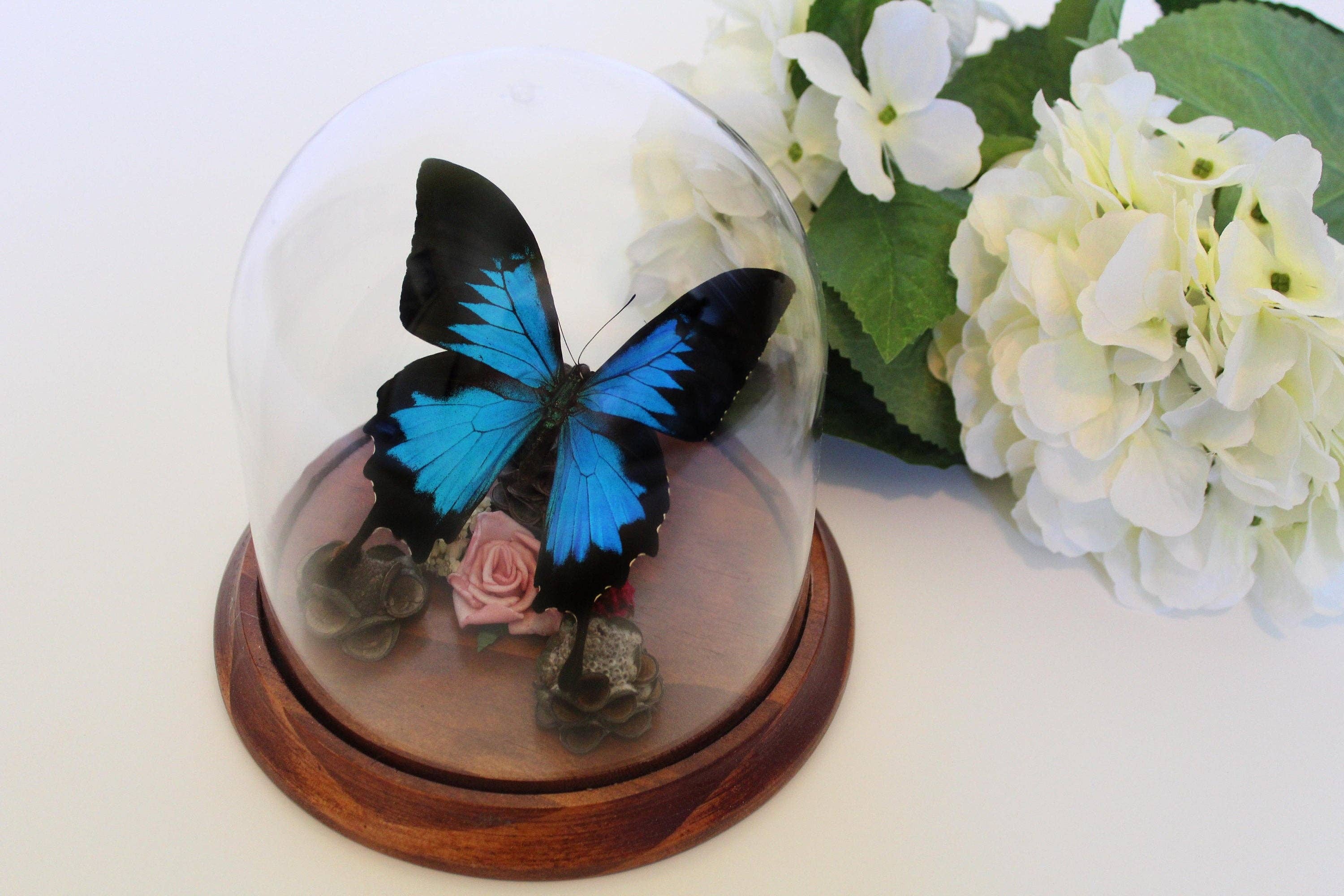 Newman Art Designs - Wholesale Decorative tabletop object - Papilio ulysses, Dunk Island Butterfly, in a Dome2