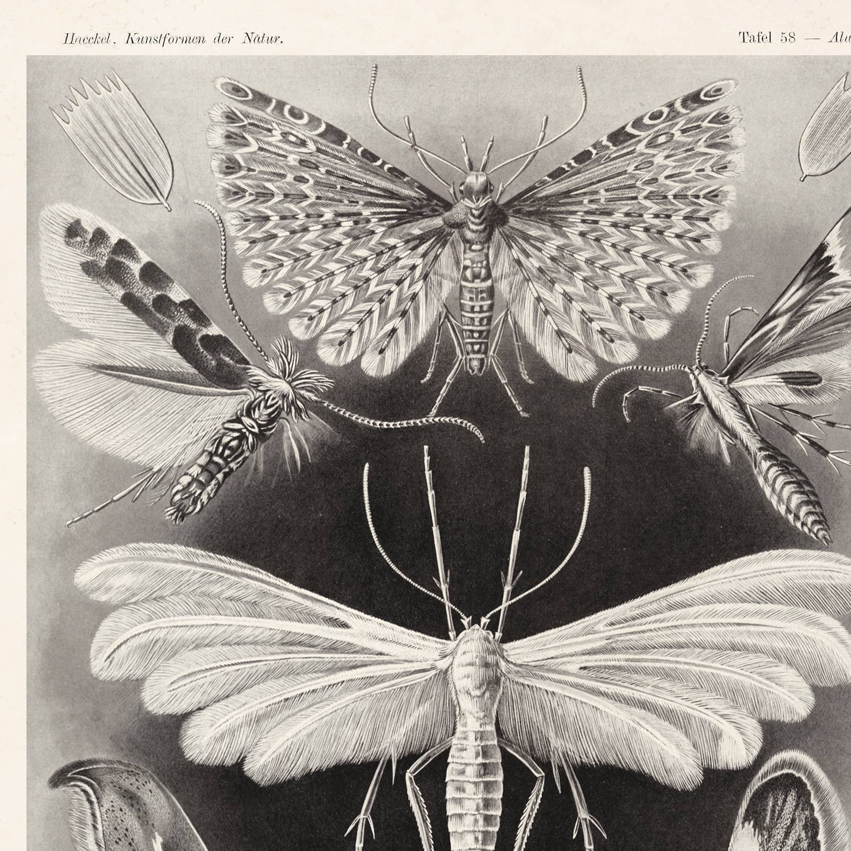 Curious Prints - Wholesale Art Print - Vintage Haeckel Moth Insect Print w/ optional frame1