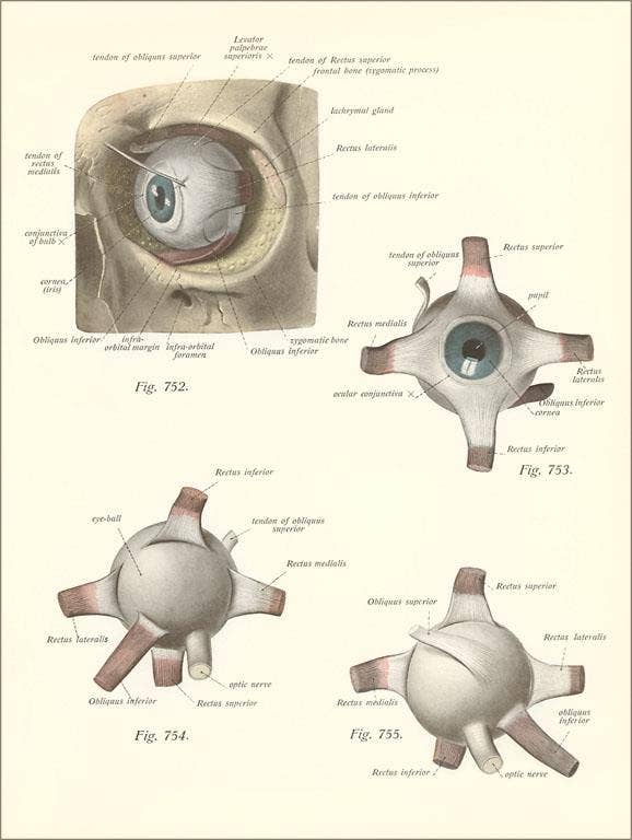 Found Image Press – Engroshandel Magnet – Magnet AY-177 Muskulatur omkring øjet0