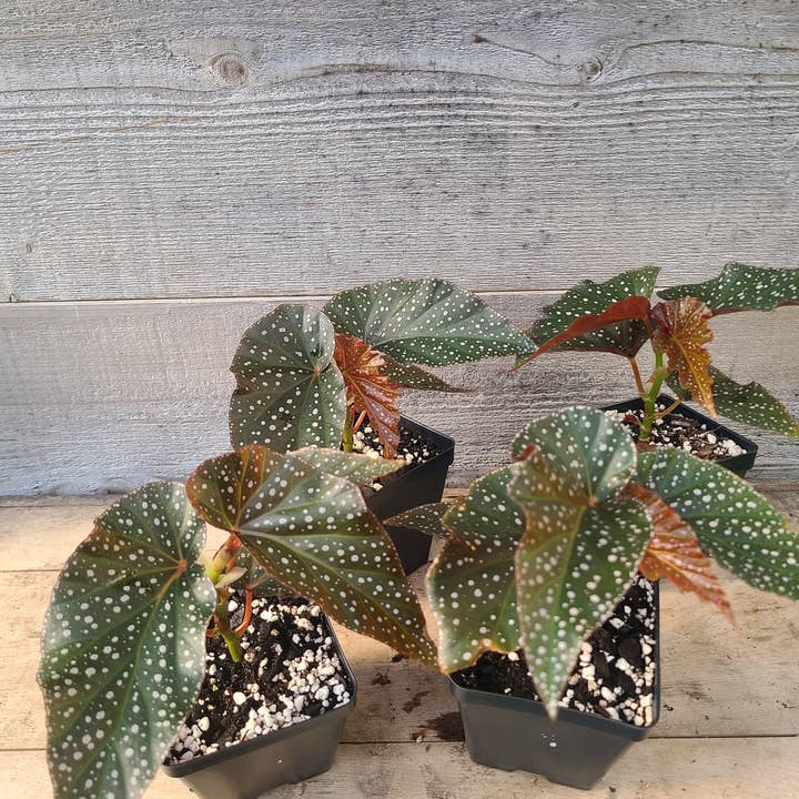 Begonia Angel Wing for wholesale by Buzz + Thrive Gardens