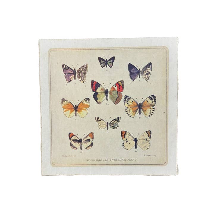 8"x8" Butterfly Cluster - Flora & Fauna Collection for wholesale by Sugarboo & Co