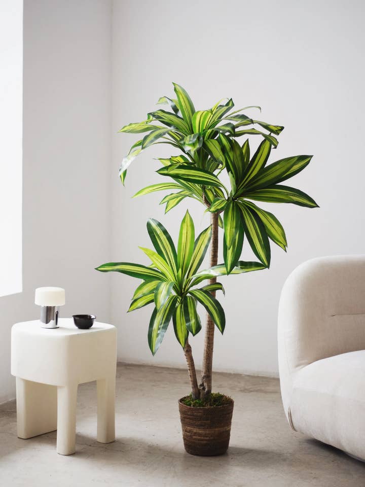 4.5' Artificial Dracaena Tree for wholesale by Maia Shop: No Duties for the US