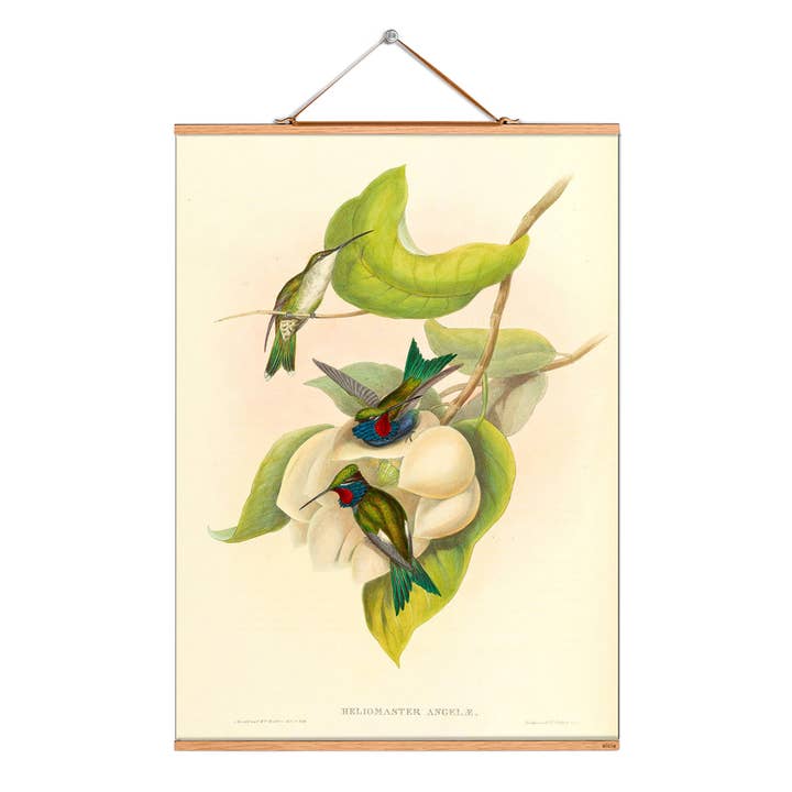 Rollbild Illustration # 070 / Voegel / Blaubartkolibri für den Großhandel von Eicie