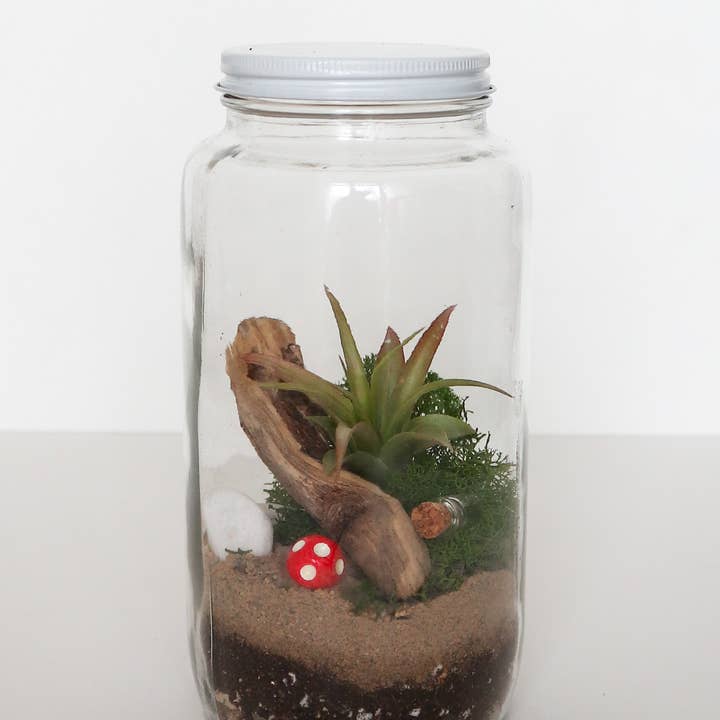 The Plant Supply - Wholesale DIY Craft Kit - DIY Terrarium | Glass Plant Terrarium Kit3