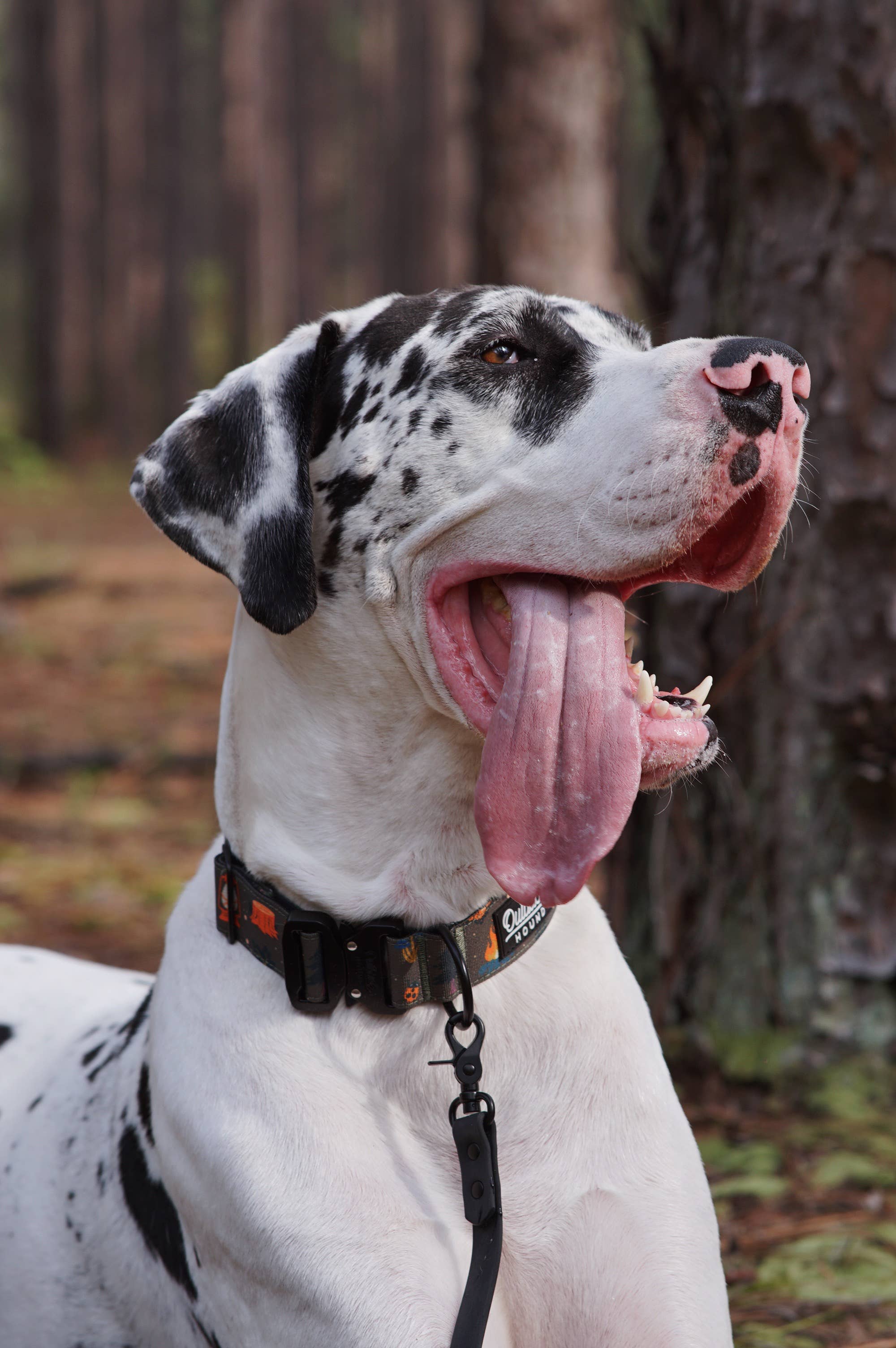 Outback Hound – Engroshandel Halsbånd - Hund – Fortryllet skovhundehalsbånd 6
