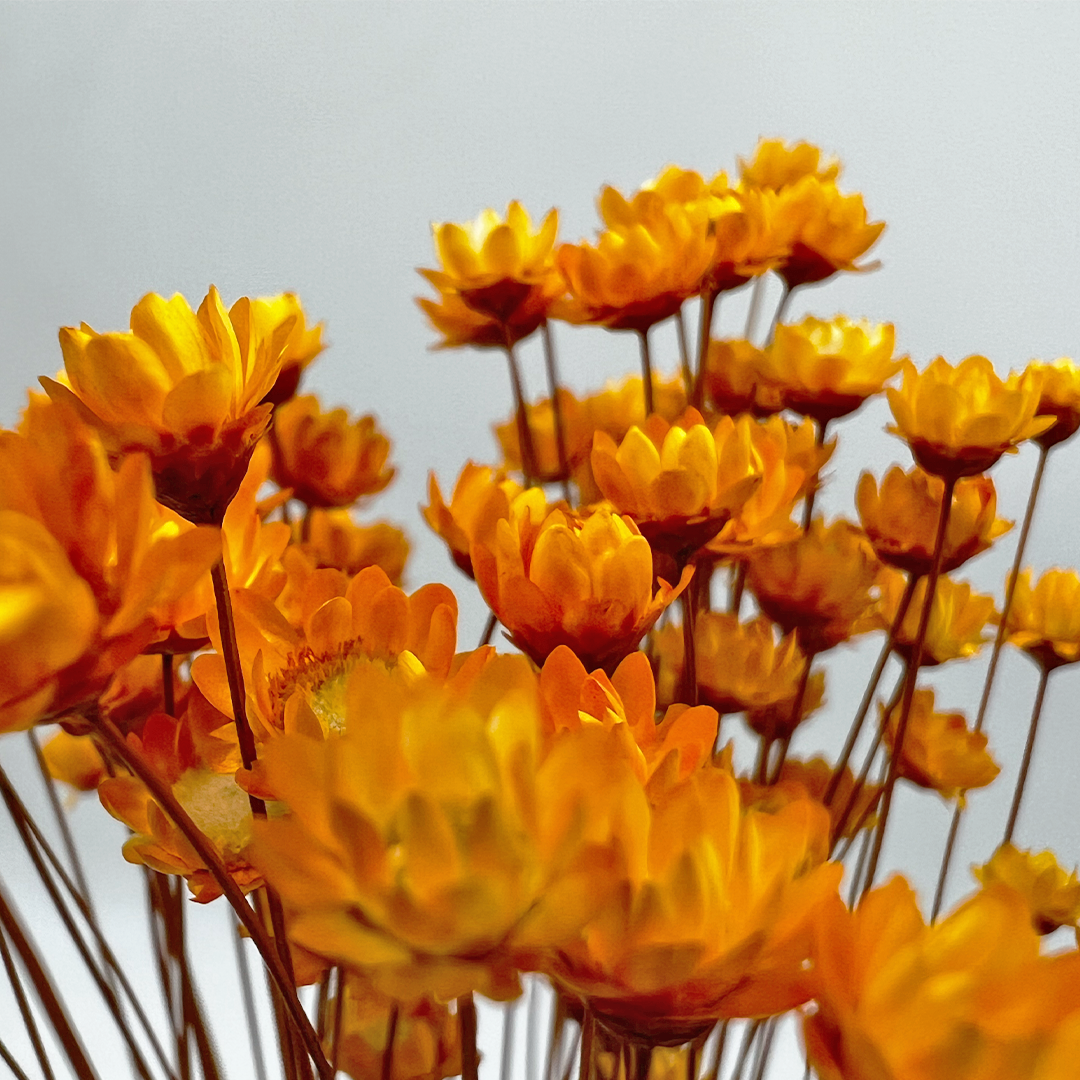 2626 Designs - Vendita all'ingrosso Fiori finti - Fiore Piccola Stella Preservato, 40-50 cm di lunghezza22