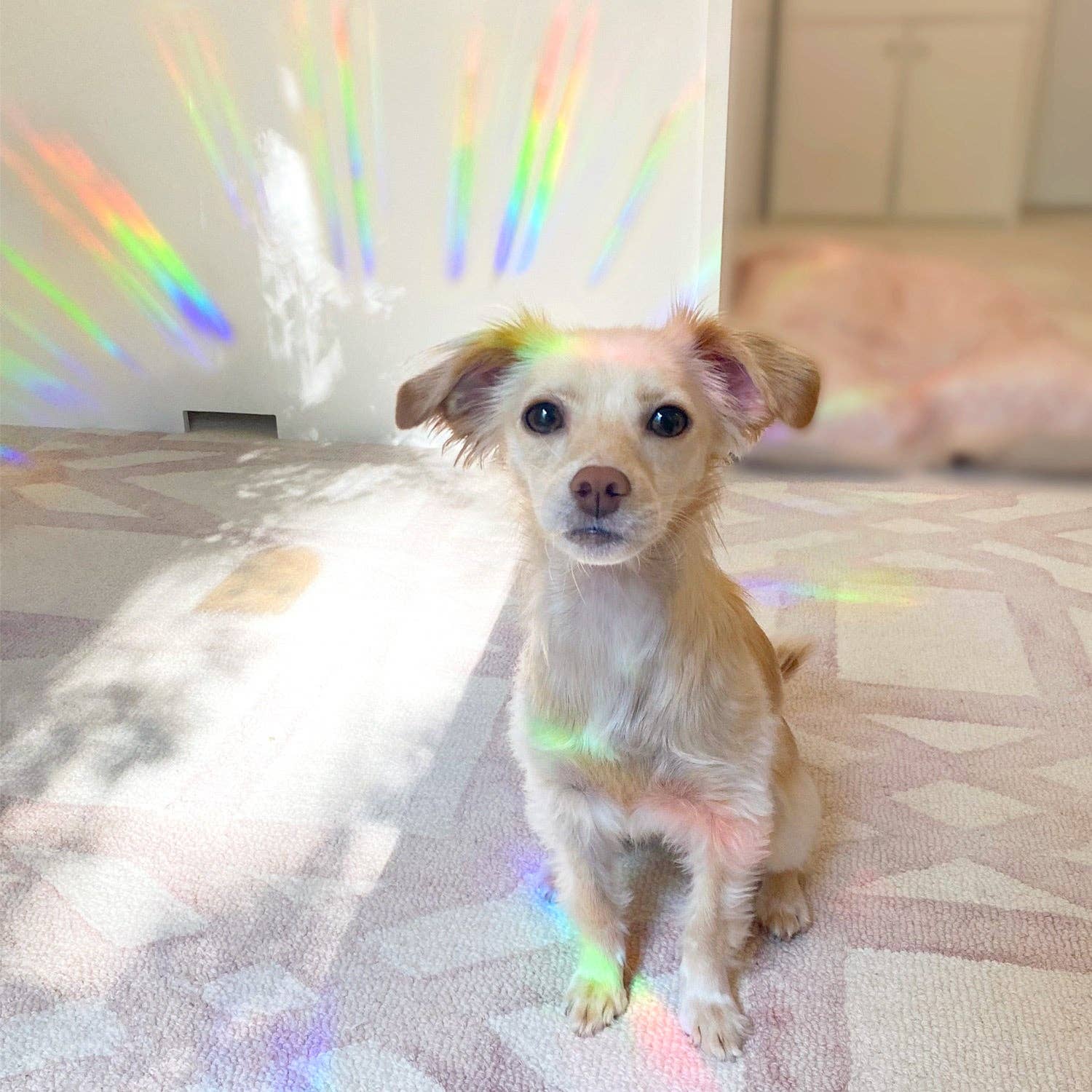 The Rosy Redhead - Wholesale Suncatcher - "Your Time To Shine" Suncatcher Window Decal Rainbow Sticker8