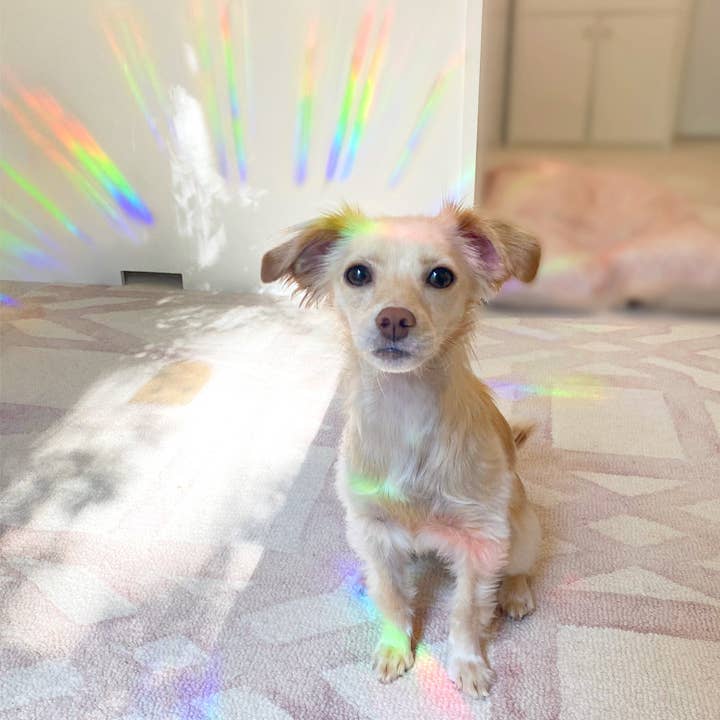 The Rosy Redhead - Wholesale Suncatcher - "Your Time To Shine" Suncatcher Window Decal Rainbow Sticker8