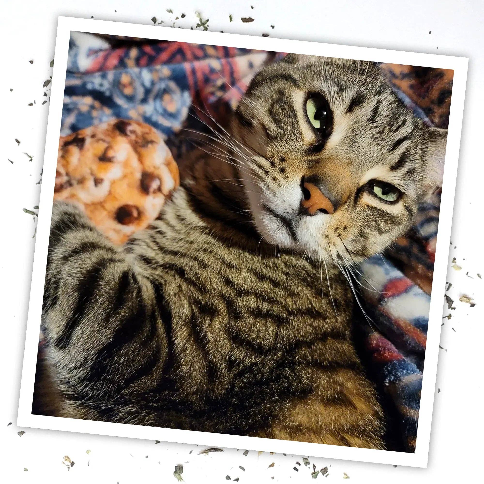 SmarterPaw | Meowijuana & Doggijuana – wholesale Leksak - Katt – Meowijuana® Get Baked Cookie Påfyllningsbar Kattleksak4