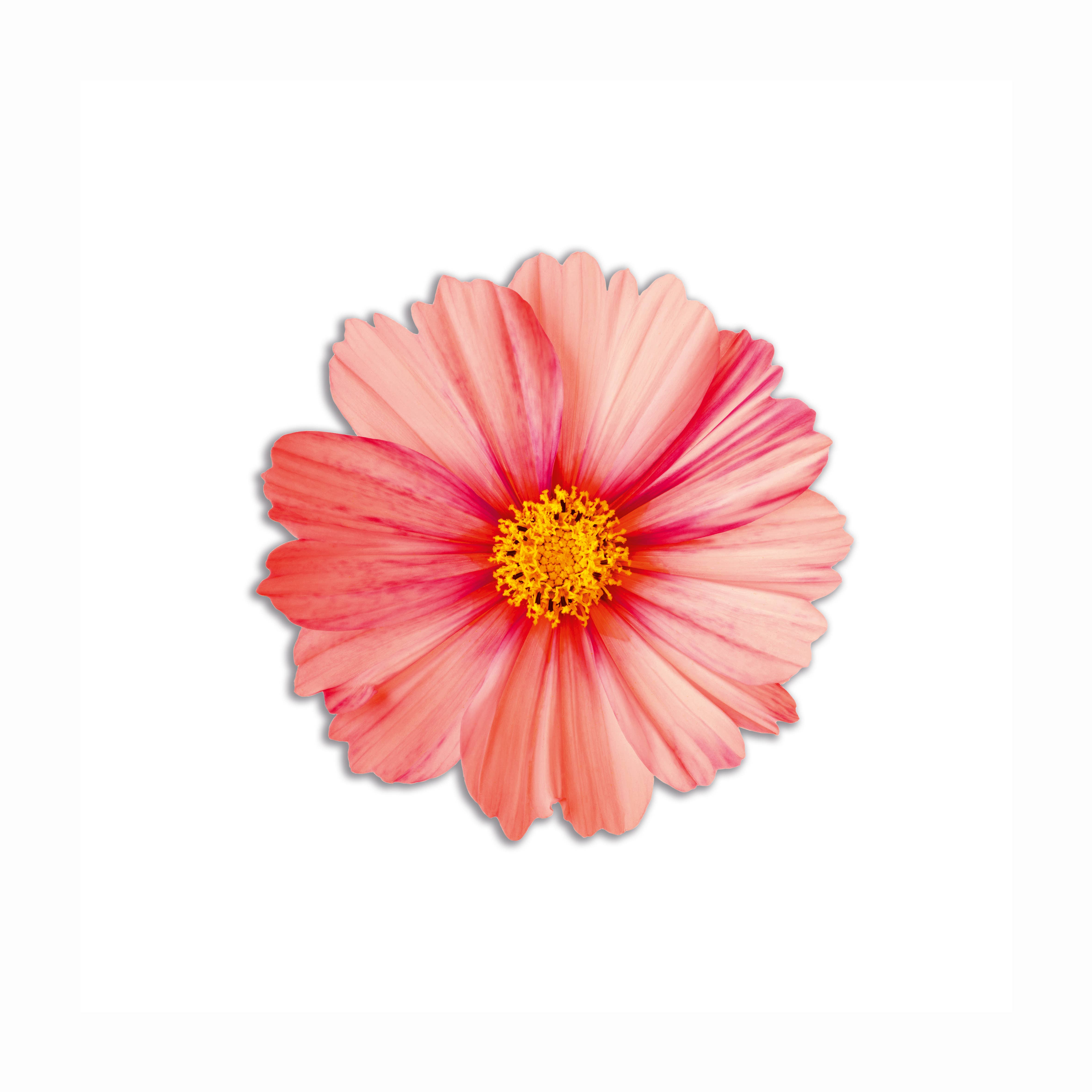 Emily Evans - Venta al por mayor Manteles individuales - Set de 6 individuales redondos con diseño de flores en PVC2