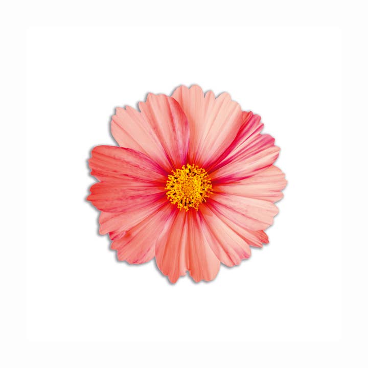 Emily Evans - Venta al por mayor Manteles individuales - Set de 6 individuales redondos con diseño de flores en PVC2