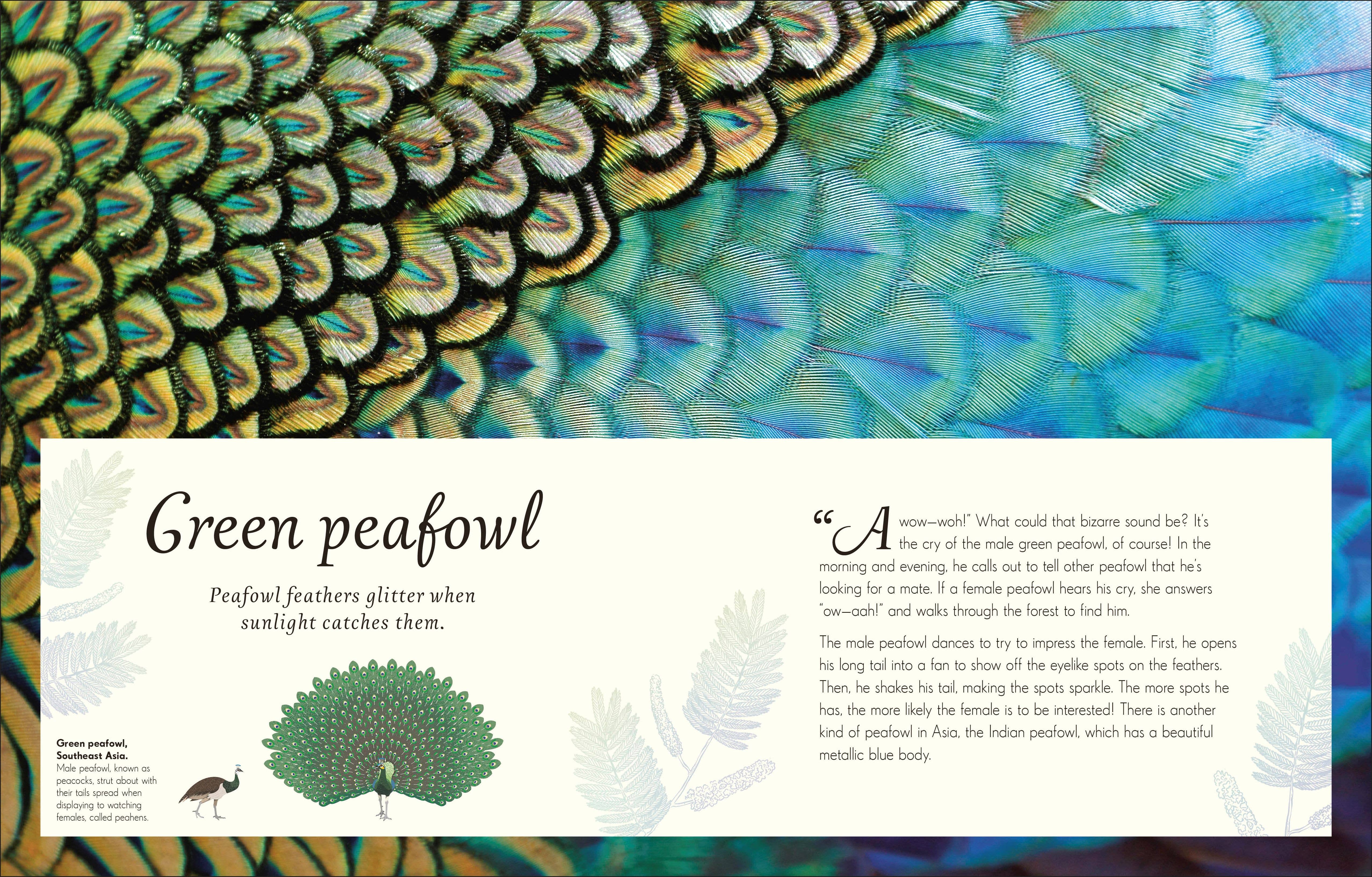 Penguin Random House LLC - Wholesale Nature & Outdoors Book - Anthology Birds1