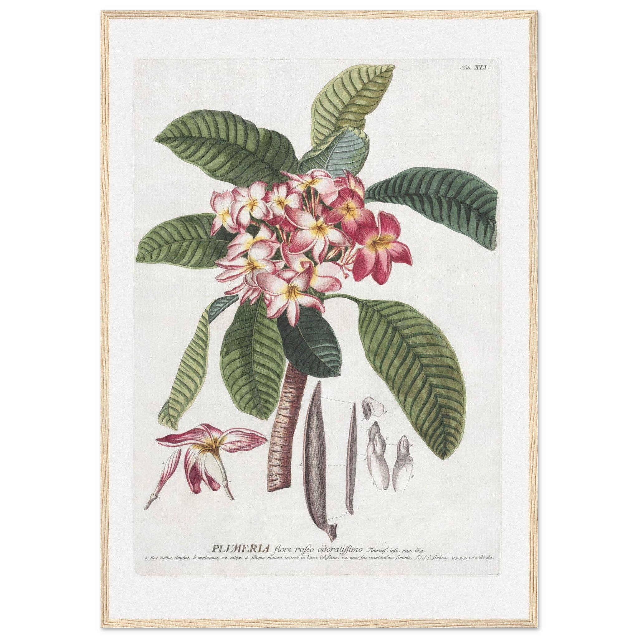 Maison de Paloma - Vendita all'ingrosso Stampa artistica - Plumeria20