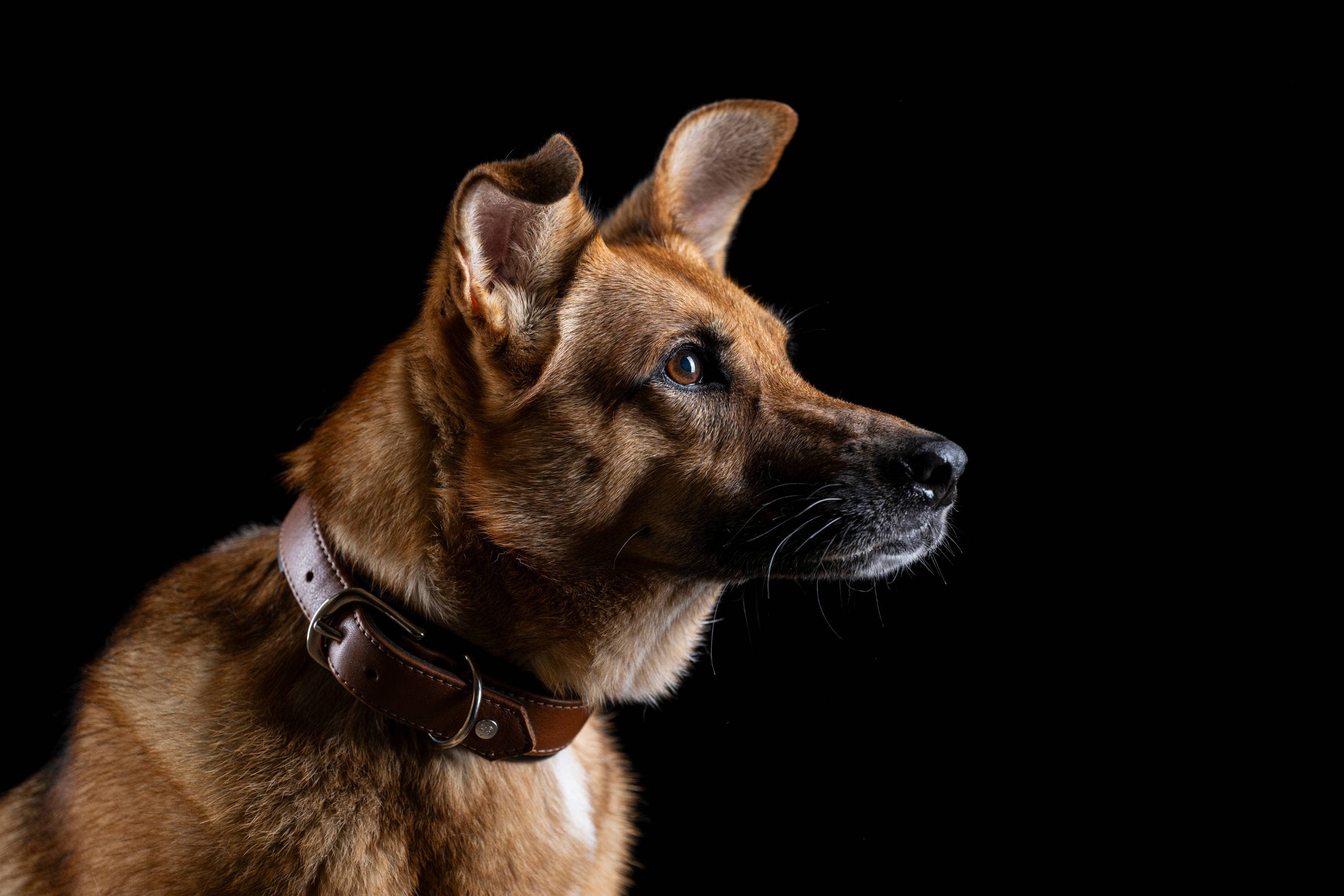 LABONI - Volentis GmbH - Wholesale Pet Collar - Dog - AMICI dog collar23