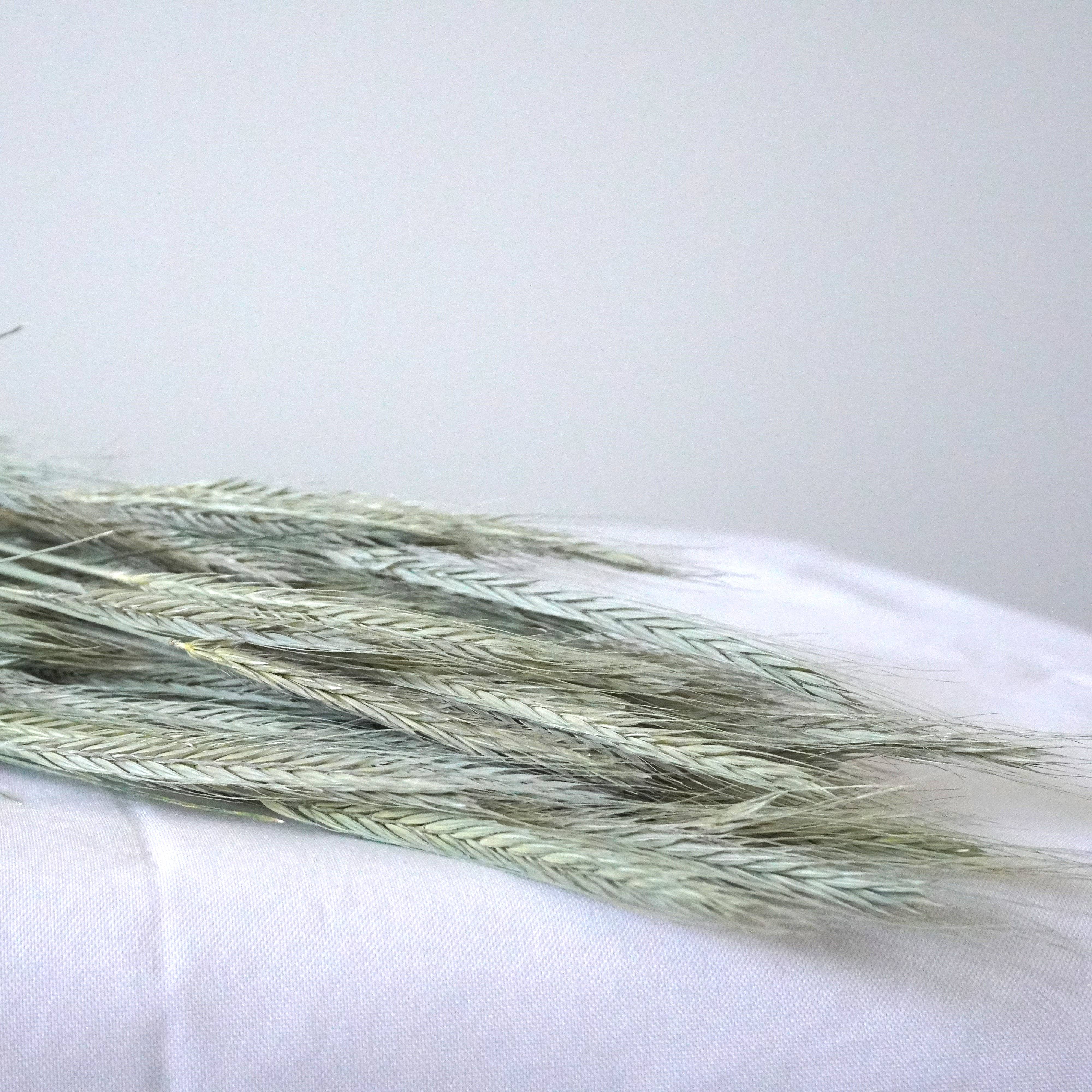 Fence Post Florals - Wholesale Dried/pressed flowers - Rye-Wheat Substitute4