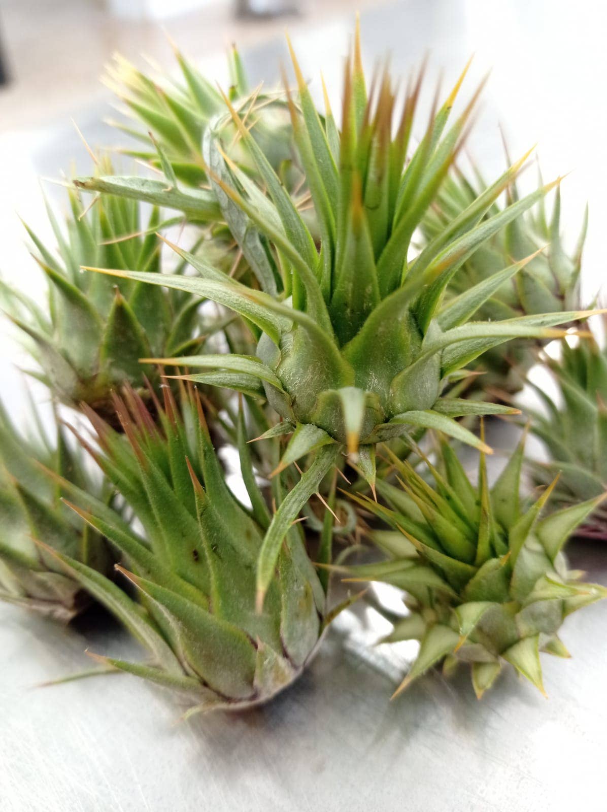 Caterisana - Wholesale Pickled Vegetables - WILD ARTICHOKES IN EXTRA VIRGIN OLIVE OIL1