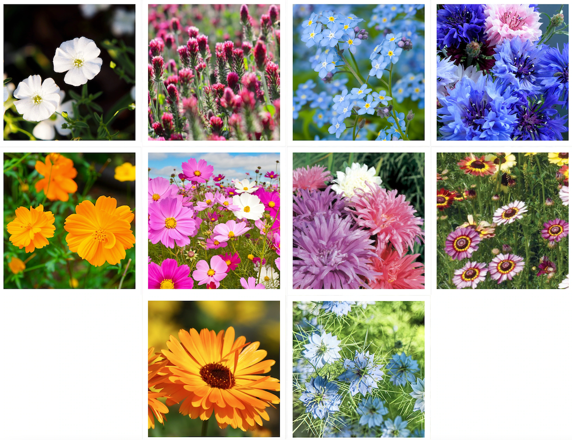 Bentley Seed Co. - Wholesale Love Card - All You Need Is Love Bouquet Wildflowers7