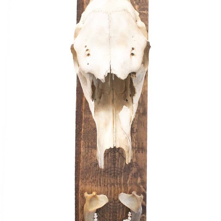 veldismagn elg kranie vedhæng for engroshandel hos Oreamnos Oddities