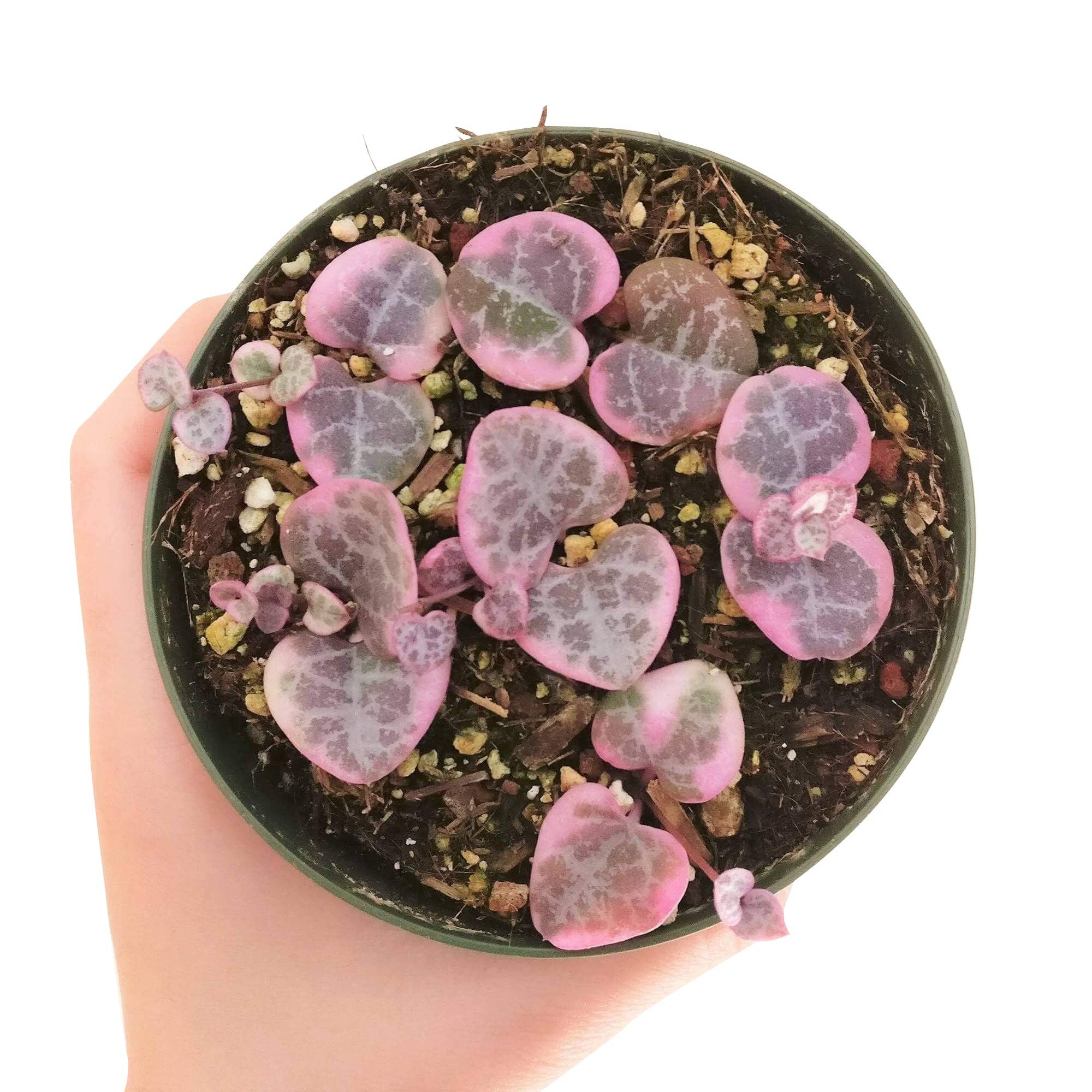 Best Plant Friend - Vente Succulentes - Chaîne de cœurs panachée - Plante succulente en pot de 4/6 pouces15