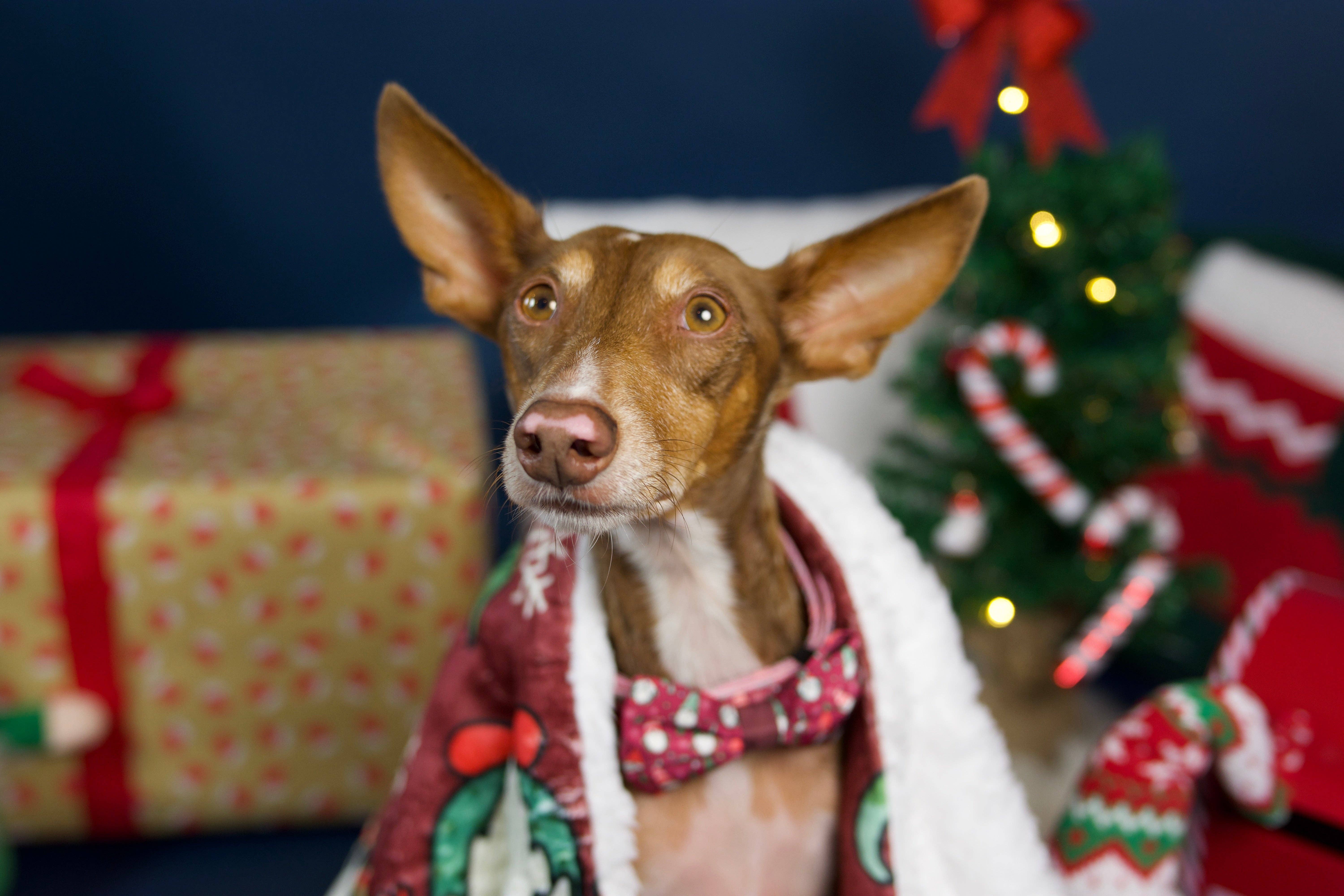 Wuffelliebe - Vendita all'ingrosso Coperta - Cani e gatti - Coperta XL « Naughty and I Gnome It »1