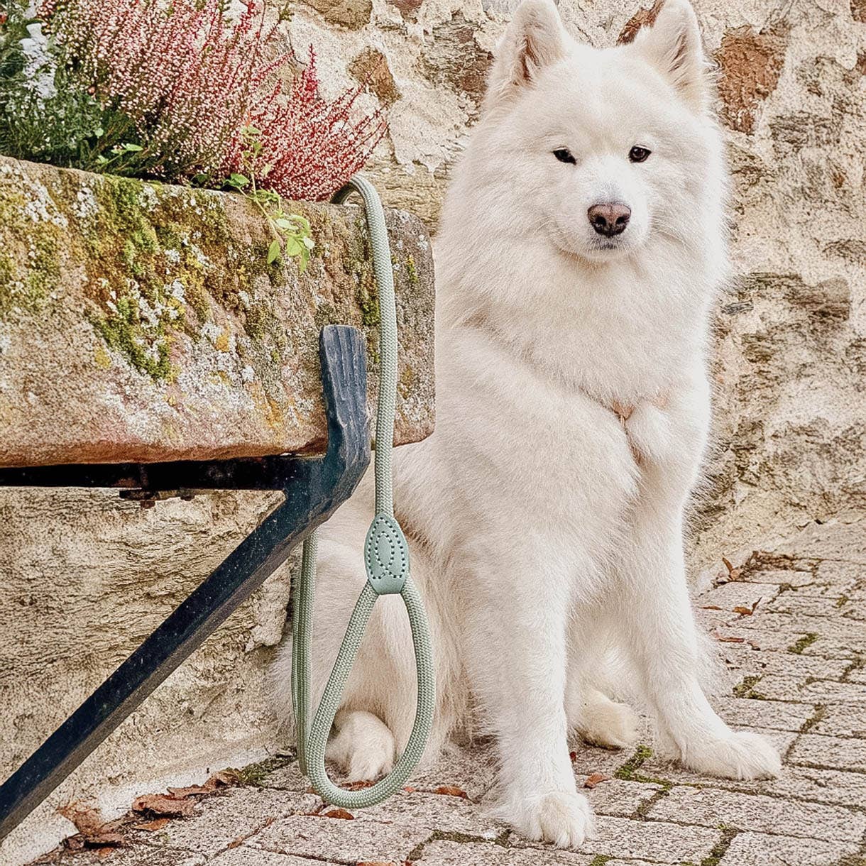 ne&no - Vente Laisse – chien - ne&no® Laisse pour chiens –120 ou 170 cm– laisse fixe8