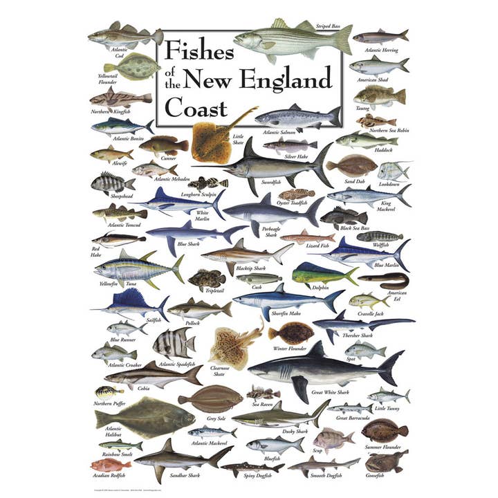 Puzzle de 550 pièces Les poissons de la côte de la Nouvelle-Angleterre pour la vente par Heritage Puzzle