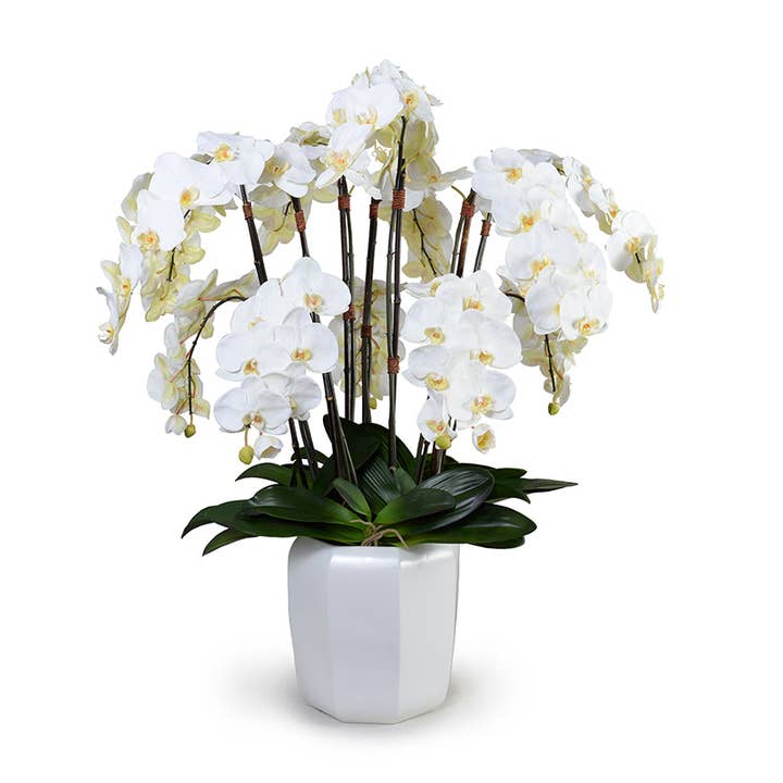 Phalaenopsis Orchid x12 in Porcelain 40"H for wholesale by New Growth Designs