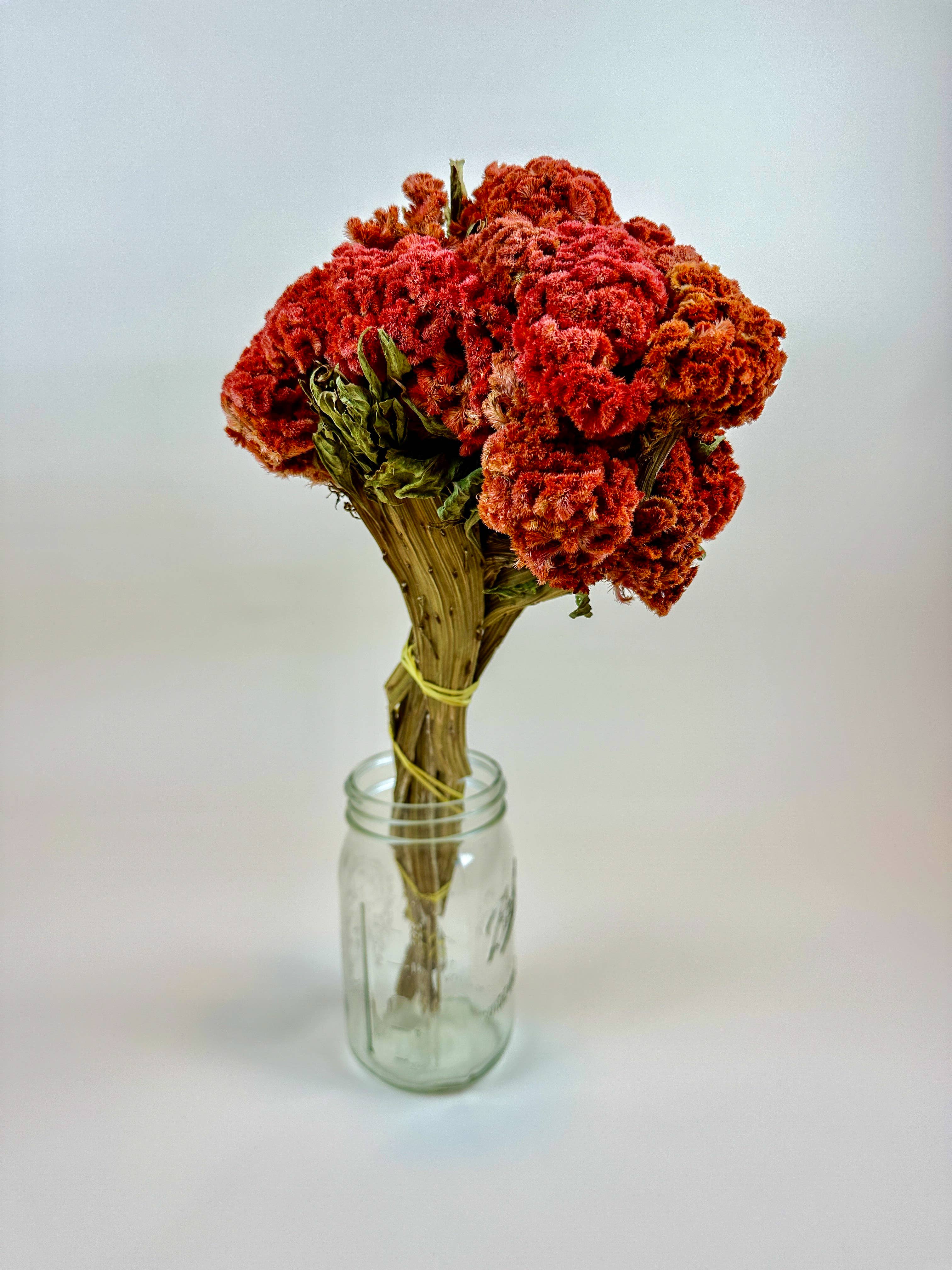 Lovejoy Farms Premium Dried Flowers - Wholesale Dried/Pressed Flowers - Coxcomb (Celosia) – Autumn Collection2