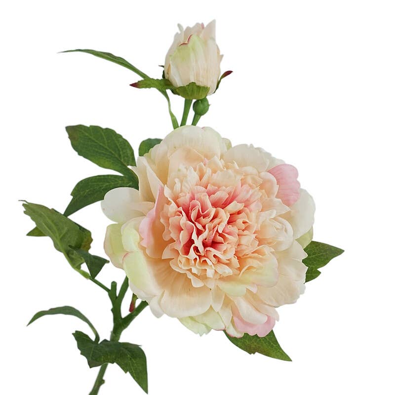 Angel Isabella - Vente Fleurs artificielles - Tige de pivoines réalistes 65 cm avec 2 fleurs - Real Touch3