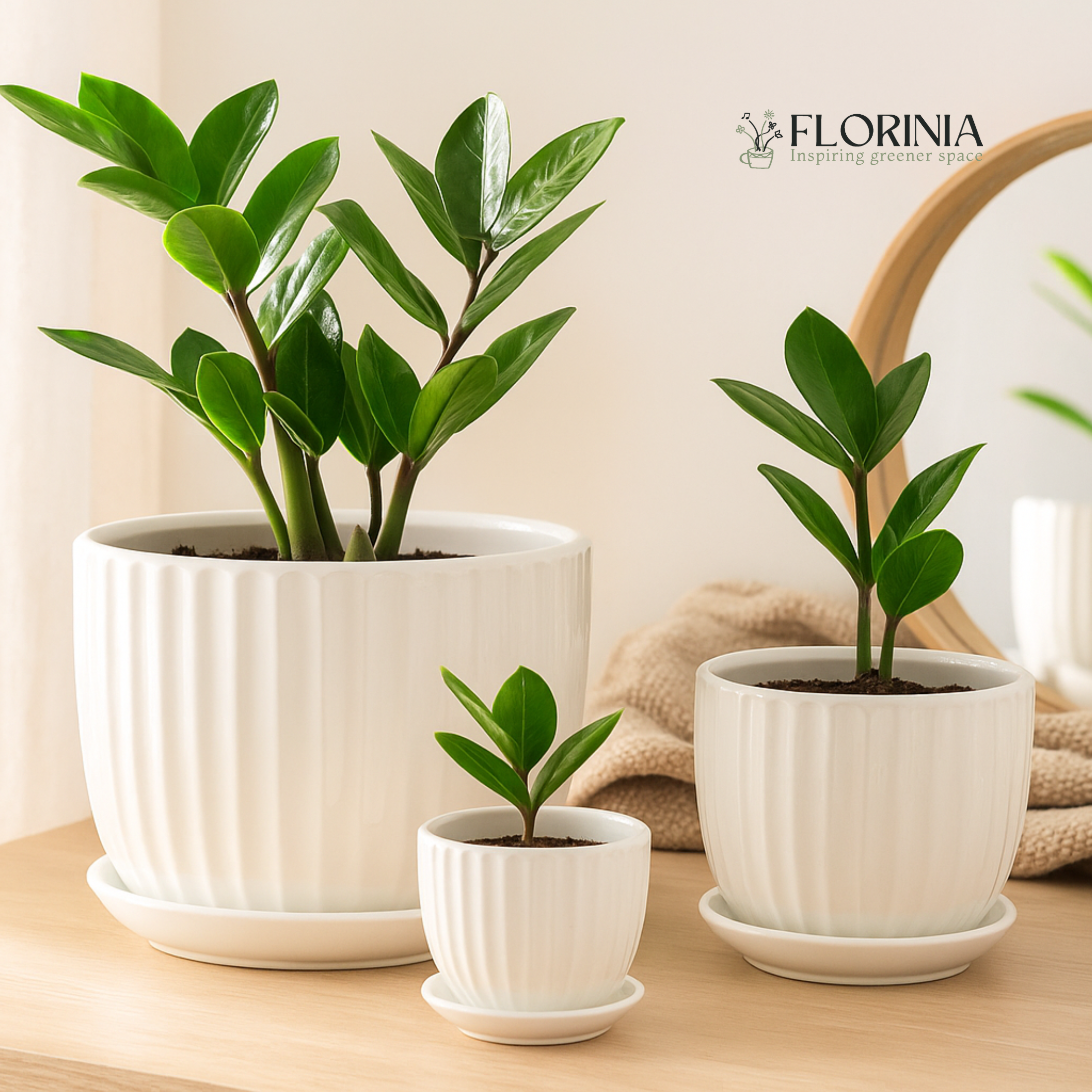 Florinia - Wholesale Plant Pot - 3-Piece White Ceramic Planter Pot Set with Vertical Fluted Design & Matching Saucers2