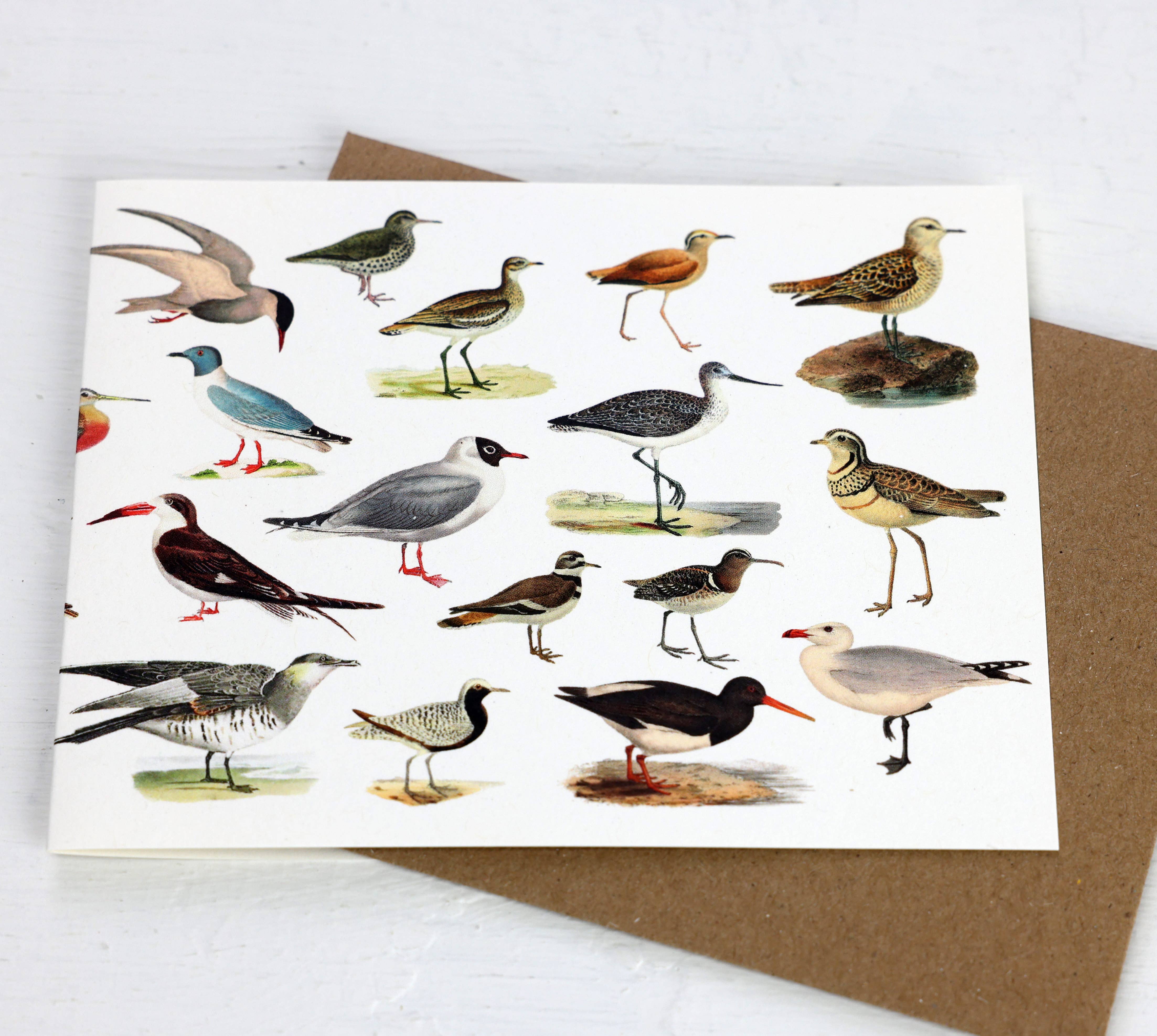 Fairhope Graphics - Vente Carte de vœux classique - Carte des oiseaux de rivage1