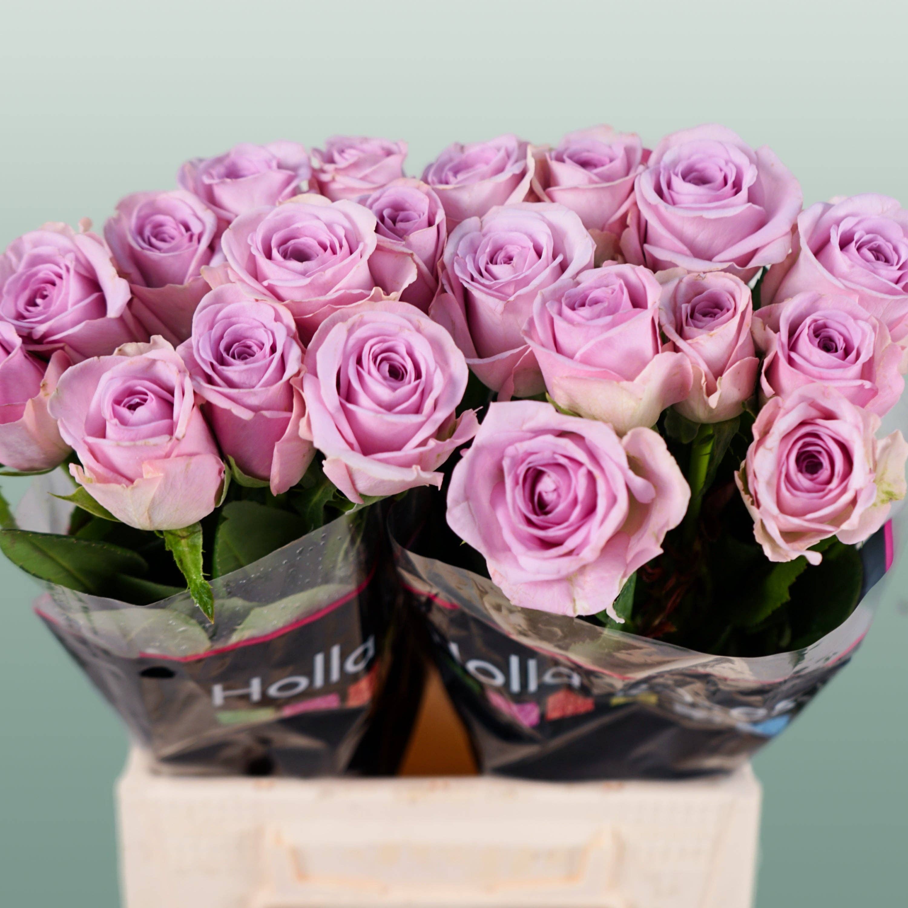 Purple Rose Lovely Aqua (20 Stems) for wholesale on Faire2