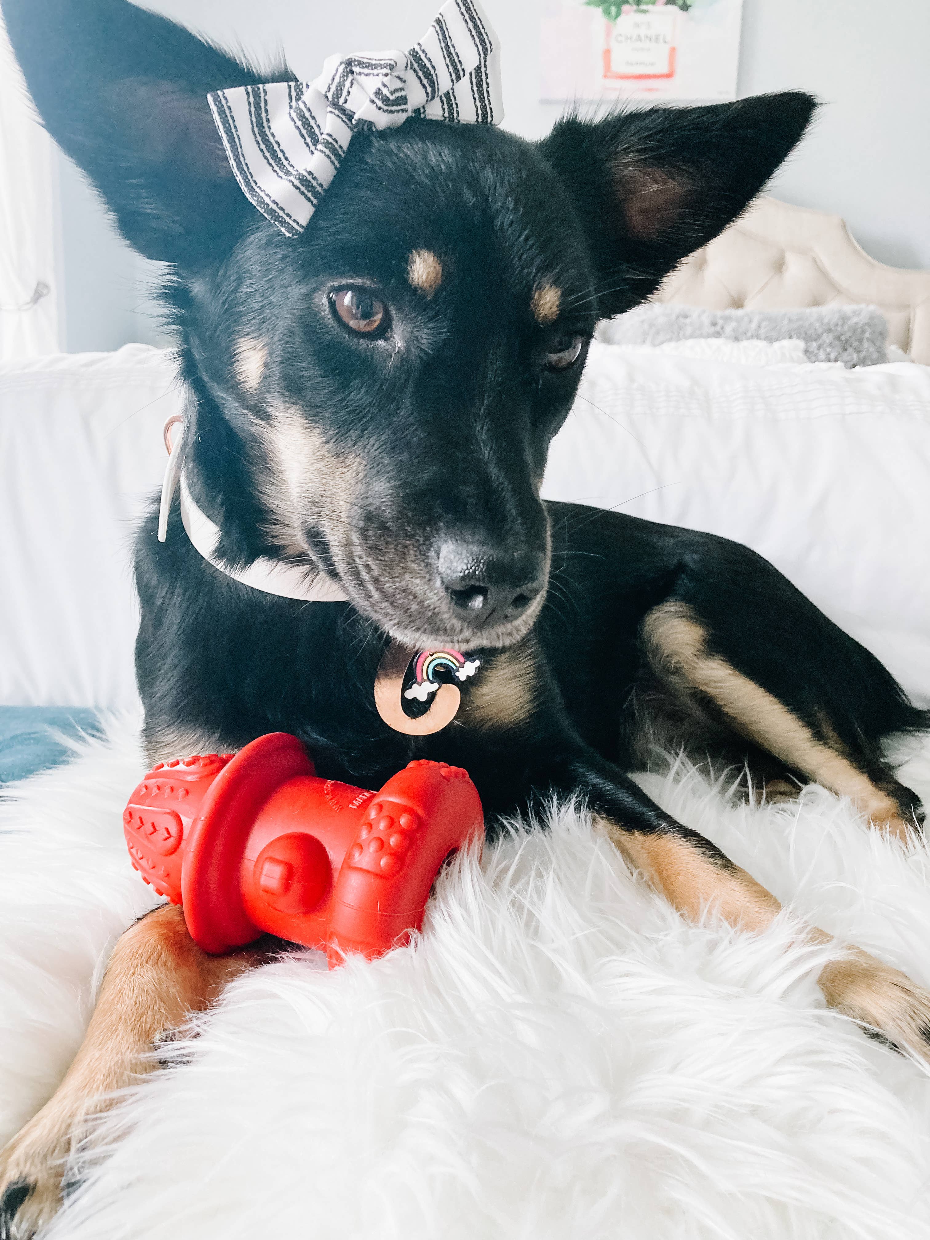 Spunky Pup - Venta al por mayor Juguete para morder - Perros - Boca de Incendios de Doble Pared de Goma - Hecha en EE. UU.2