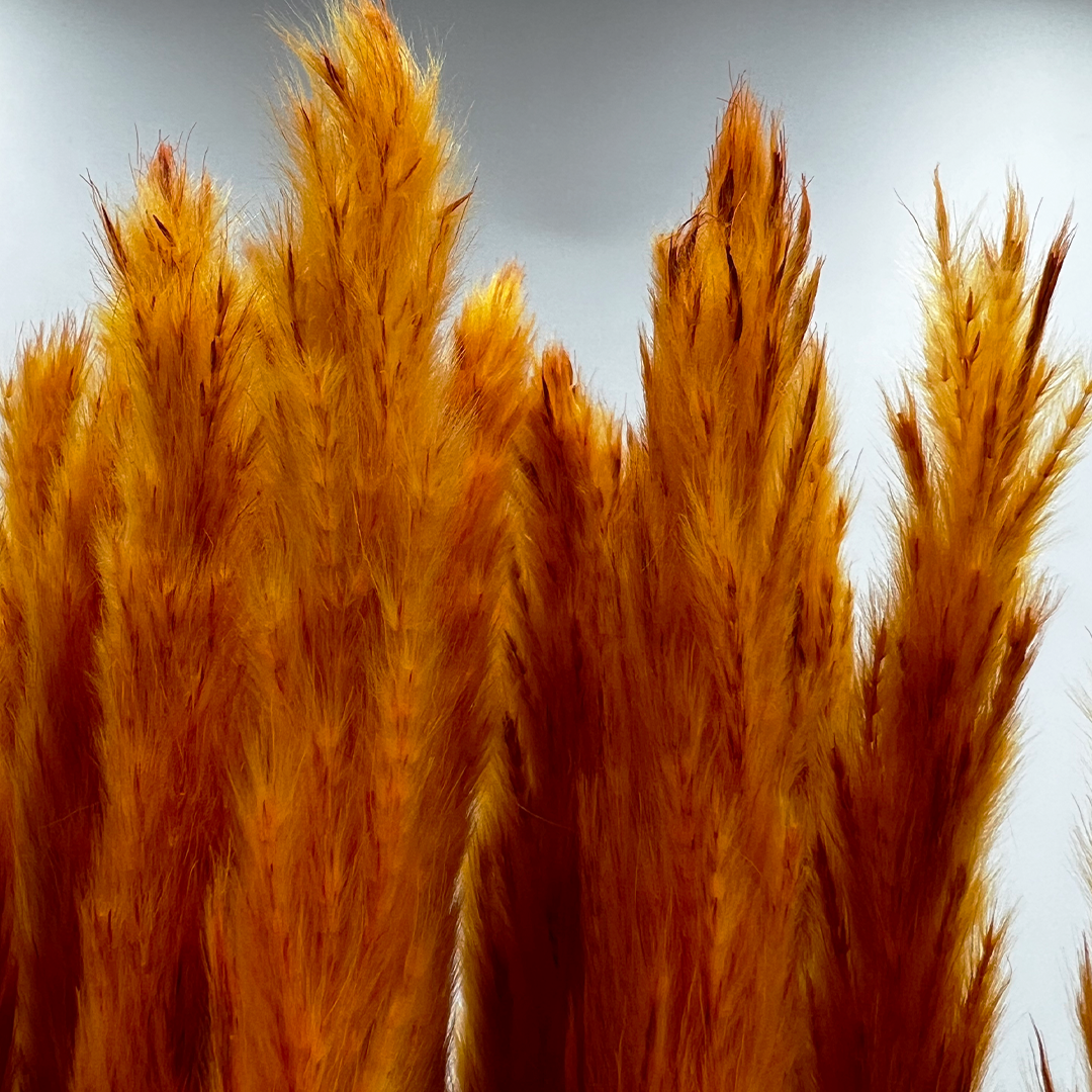 2626 Designs – Engroshandel Tørrede/pressede blomster – Konserverede blomster Lille pampassgræs, 20" langt14