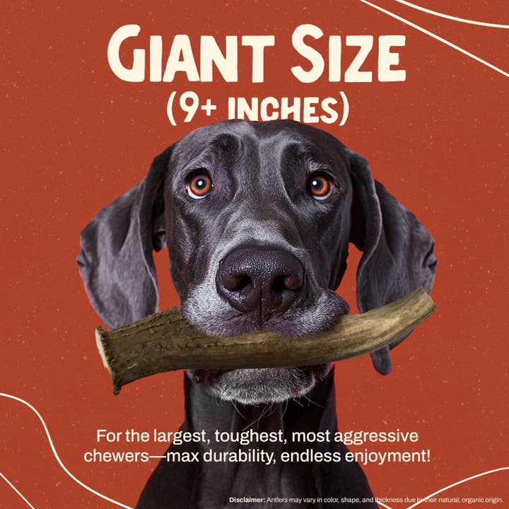 Heartland Antlers - Wholesale Pet Chew Toy - Dog - Deer Antler Chew - Giant (85+ lbs)2