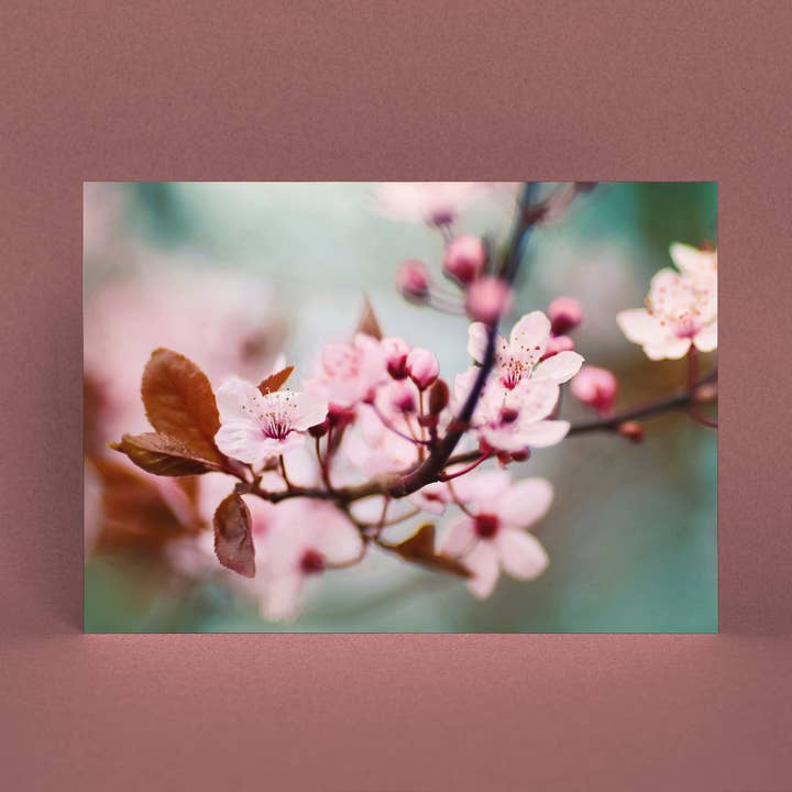 Cartolina fiore di prugna A6 per la vendita all'ingrosso da parte di Justepixx