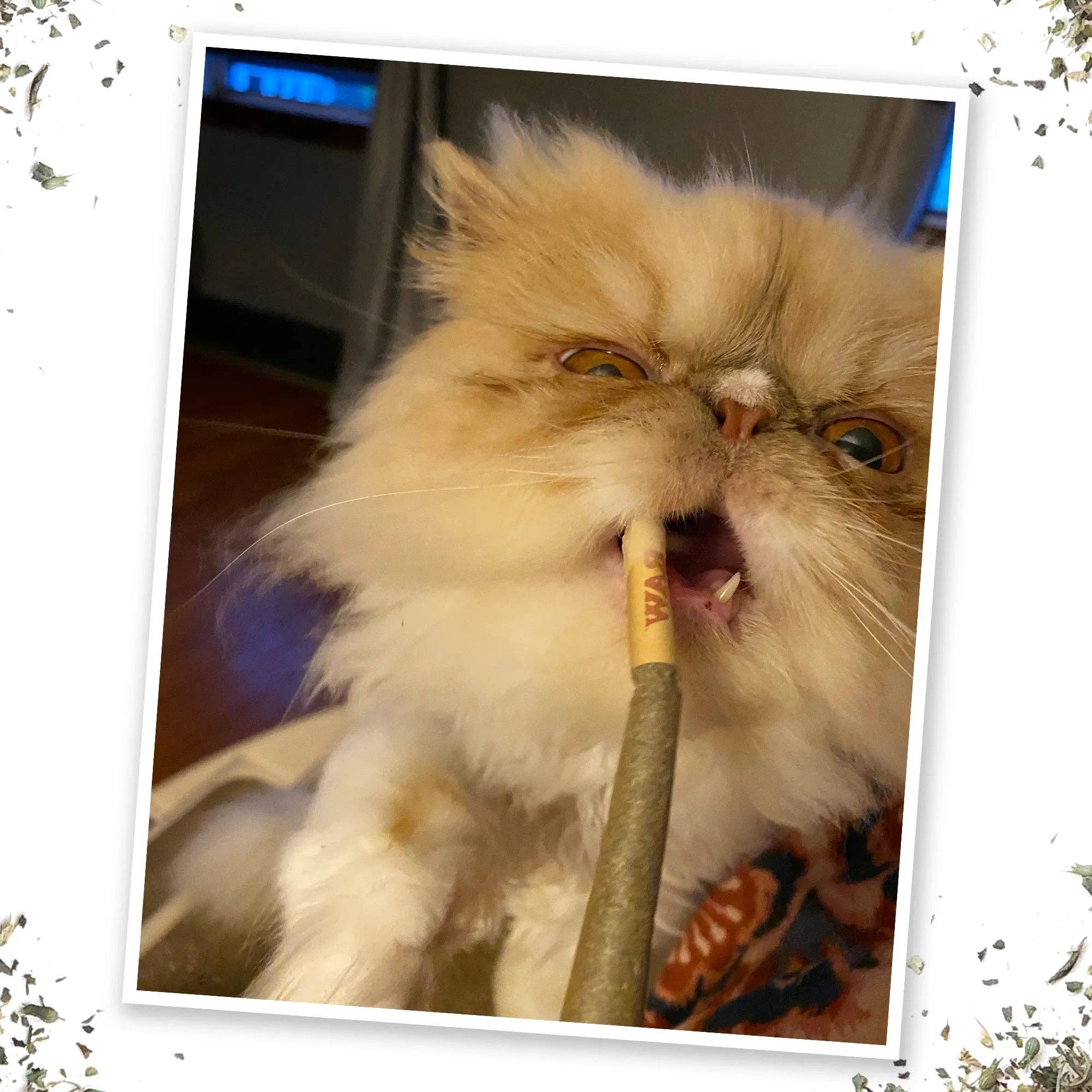 SmarterPaw | Meowijuana & Doggijuana - Wholesale Catnip - Meowijuana® Catnibas® King Size Rollies5
