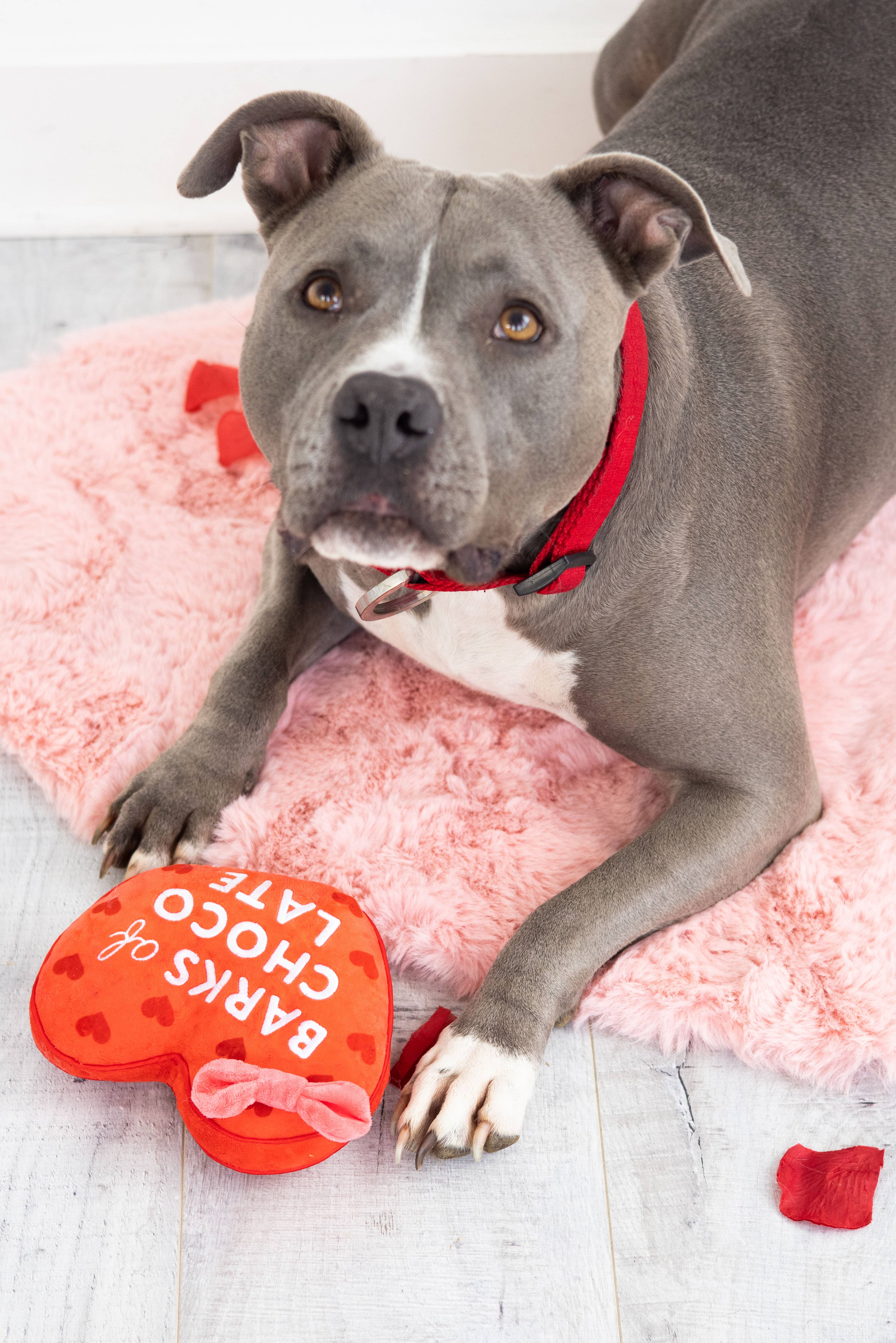 Pearhead - Wholesale Pet Plush Toy - Dog - Barks of Chocolate Plush Dog Toy3