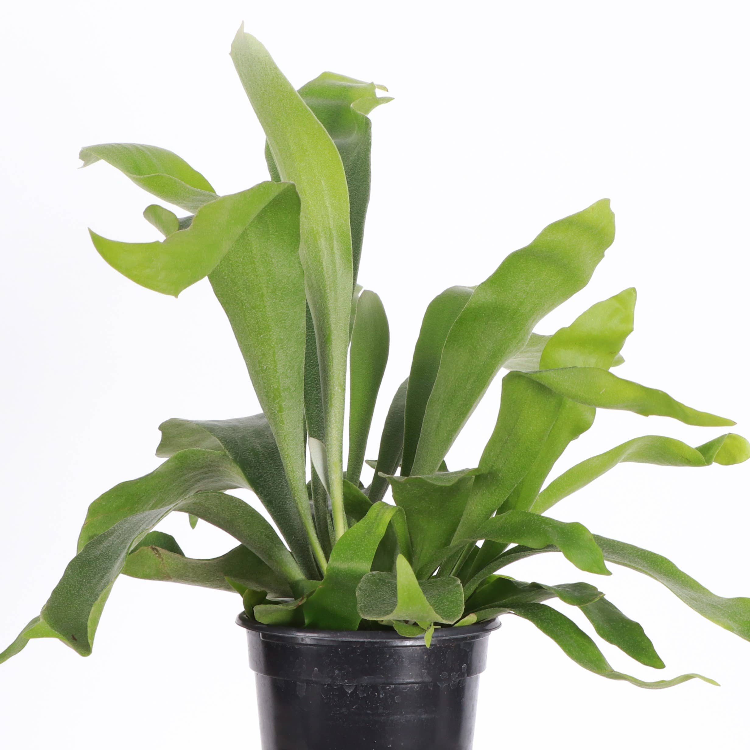 Thorsen's Greenhouse - Wholesale Live Plant - Staghorn Fern - Live Plant3
