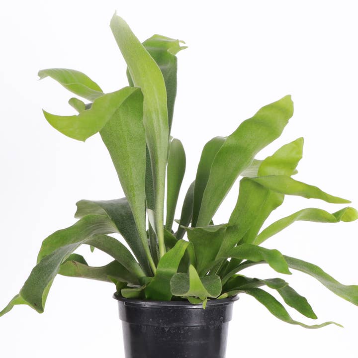 Thorsen's Greenhouse - Wholesale Live Plant - Staghorn Fern - Live Plant3