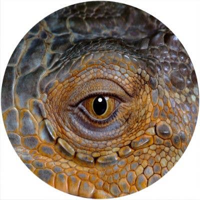 Slipmat 12"/ 7" for Record Players - Reptile Eye for wholesale by Phatmatz