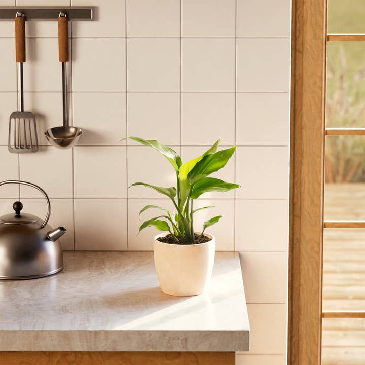 Lively Root - Wholesale Live Plant - Giant Bird of Paradise4