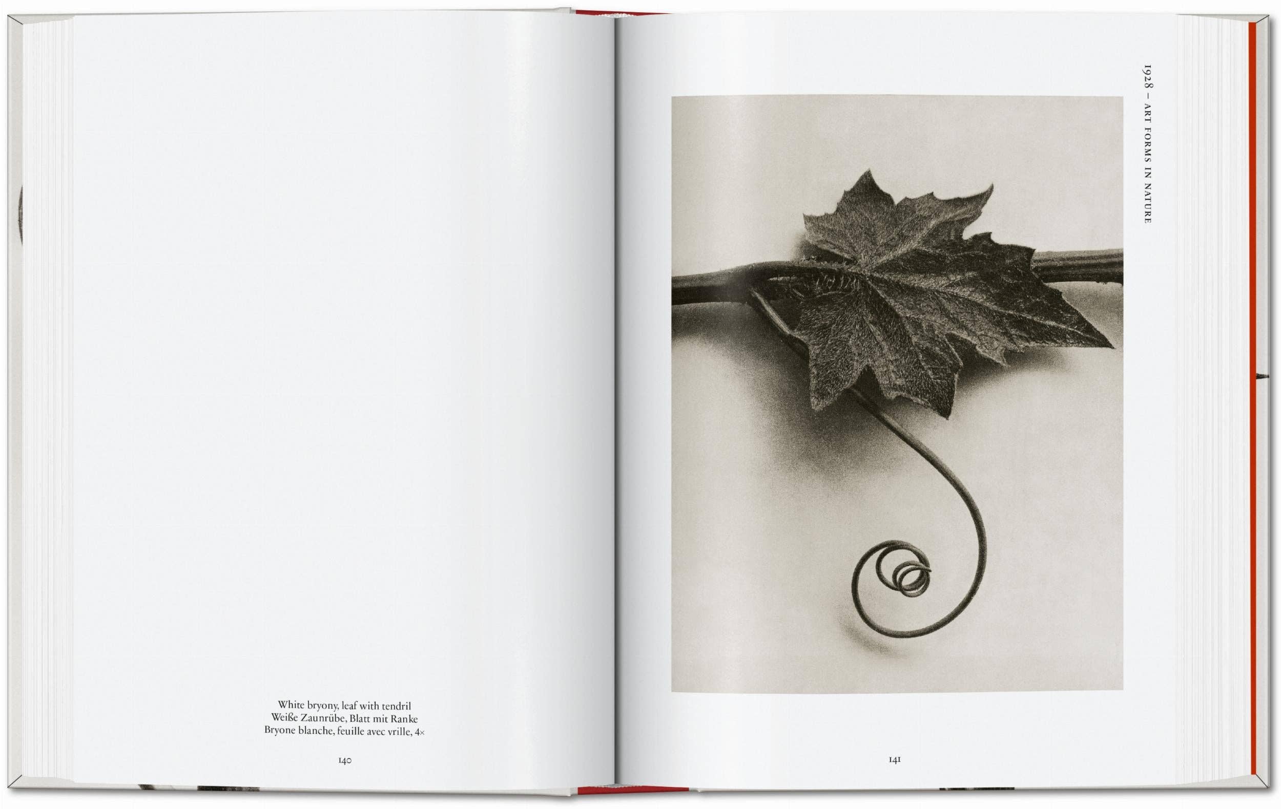 TASCHEN Europe - Wholesale Display Book - Karl Blossfeldt. The Complete Published Work. 45th Ed. (German, French, English)5