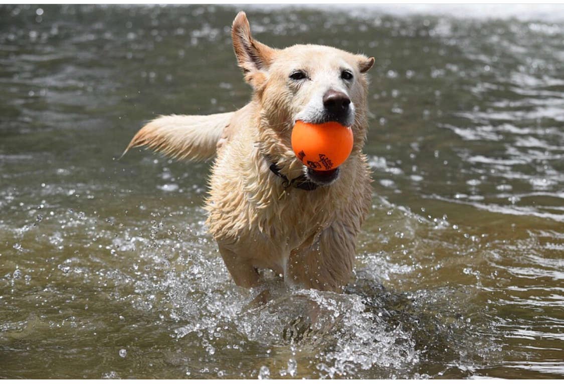 Spunky Pup – wholesale Pet fetch ball – Dog – Fetch and Glow Ball8