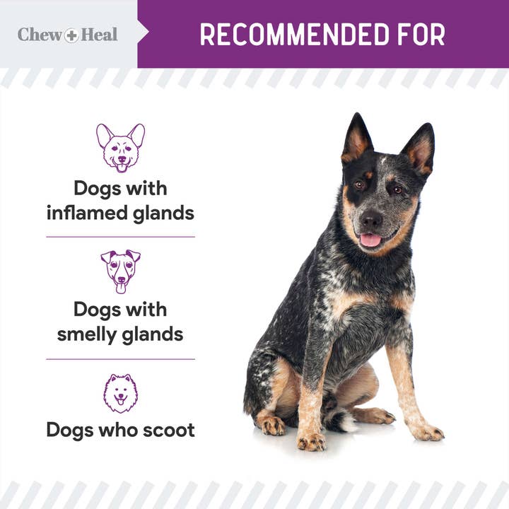 Chew + Heal - Wholesale Pet Supplement - Dog - Chew + Heal Stop the Scoot Anal Gland & Bowel Support3