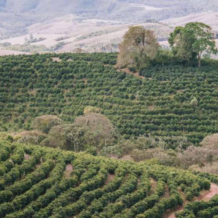 Earlybird coffee Roasters - Wholesale Coffee Beans - CERRADO MINERO, Brazil3