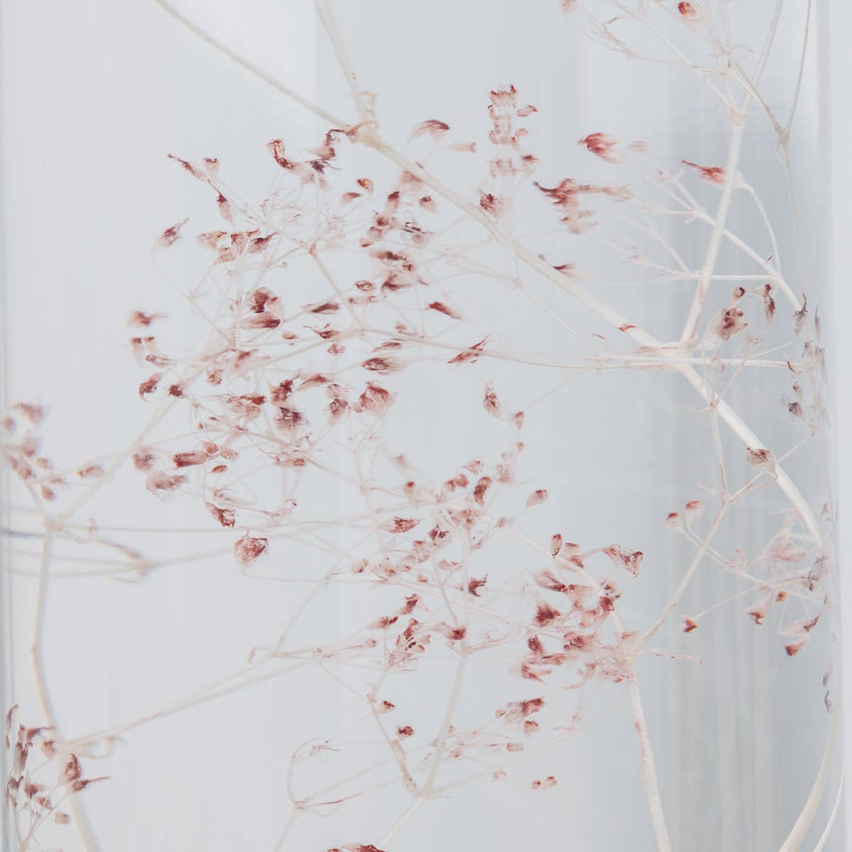 Theophile Berthon - Vente Plante - L'Herbarium Gypsophile rose - plante immergée7